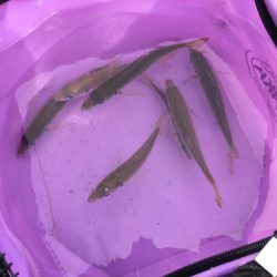 ジグサビキでアジ、サバ